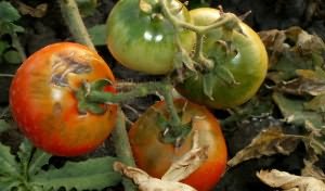 фузариозное увядание томатов