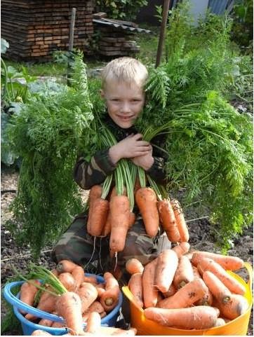 проредить морковь