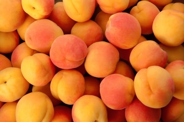 сорта абрикоса