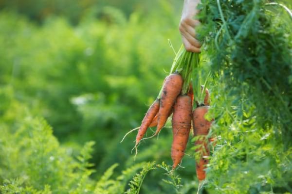 вырастить морковь
