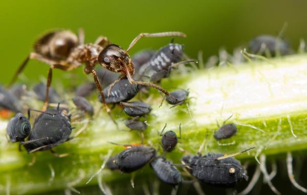 садовыми муравьями