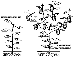 пасынок