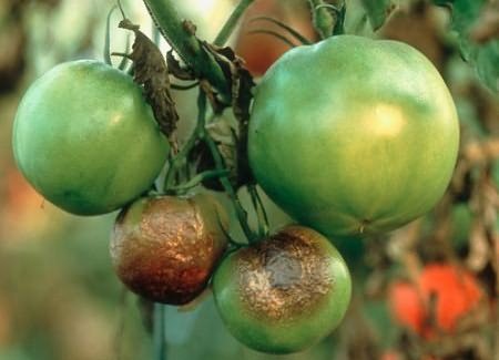 помидоры фитофторы