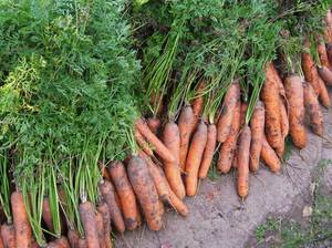убирать морковь