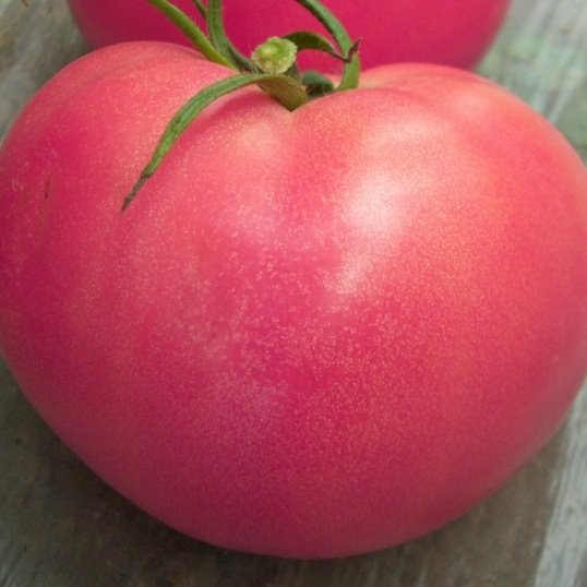 ранних томатов