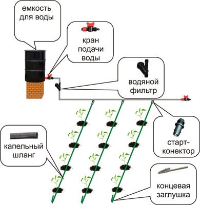 поливать помидоры теплице