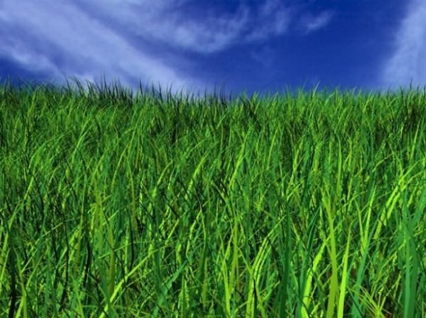 газонной травы
