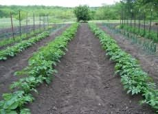 выращивания картофеля
