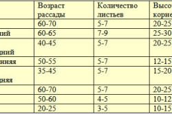 рассады огурцов