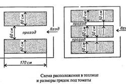 корневой системы