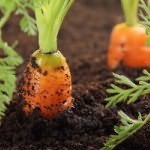 вырастить хорошую морковь