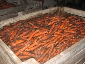На снимке просушивание и хранение урожая моркови