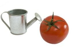 поливать помидоры дрожжами