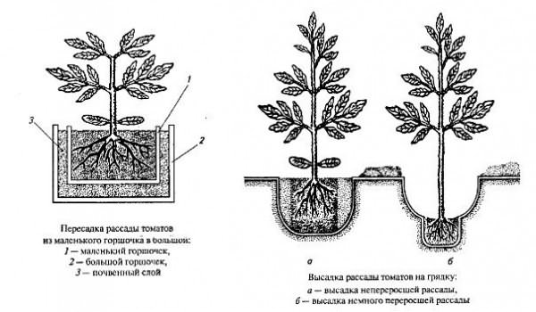 посадки томатов