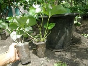 выращивать клубнику