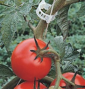 подвязки помидор