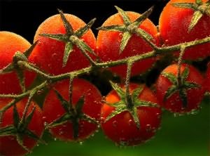 помидоры теплице
