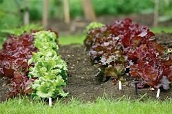 посадить салат