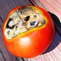 томатов устойчивых
