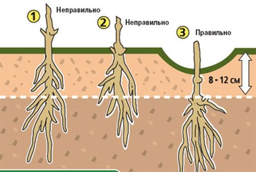 побегах текущего