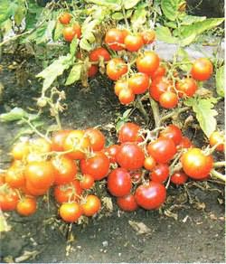томатов открытого грунта