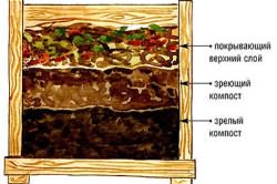 томатов теплице