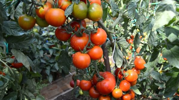 томатов открытом грунте