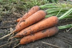 посадить морковь