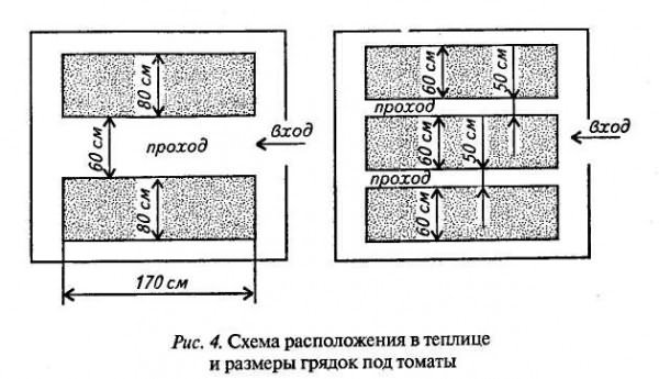 сорта томатов