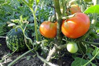 огурцов томатов