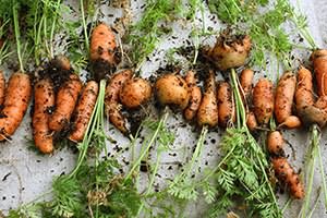 семян моркови