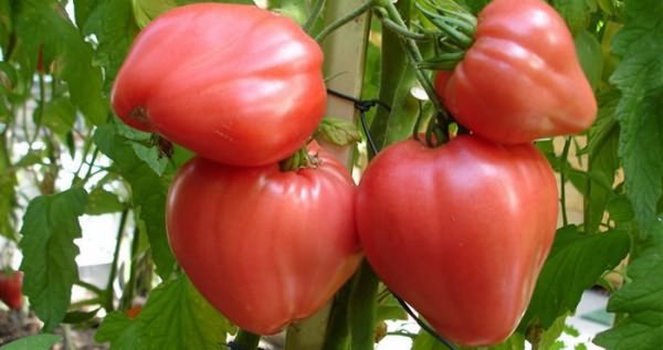 томатов теплицы