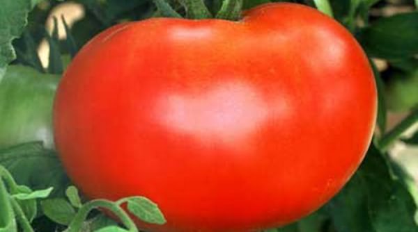 томатов теплицы