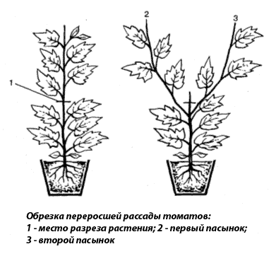 высадке рассады