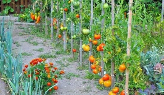 выращивать помидоры