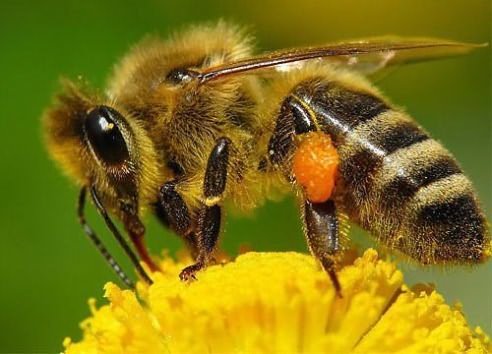 привлечь пчел