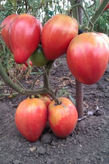 сорта томатов