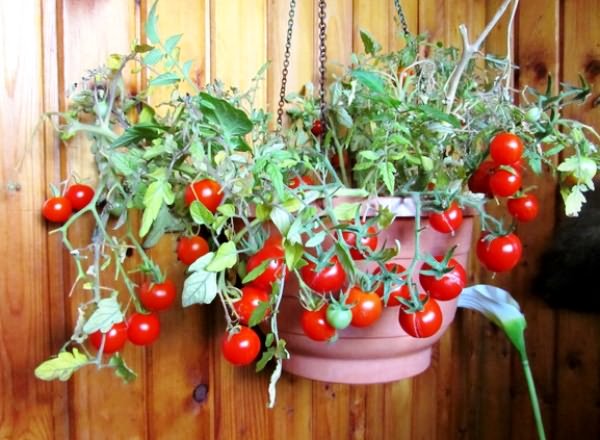 вырастить томаты