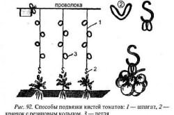 сорта гибриды