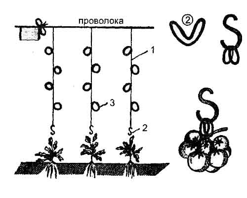 теплица