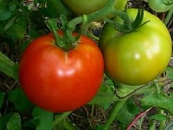 посадки томатов