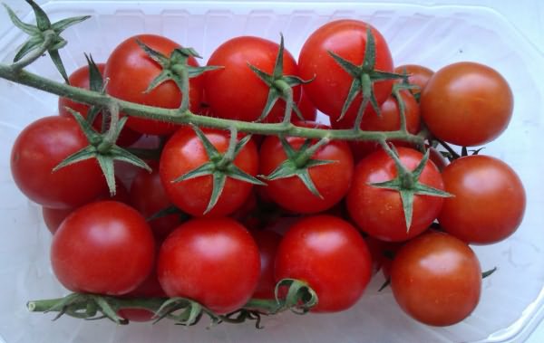 высокорослых томатов