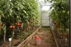 выращивать помидоры