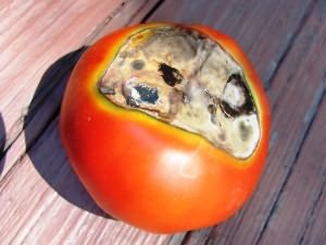 помидорной рассады