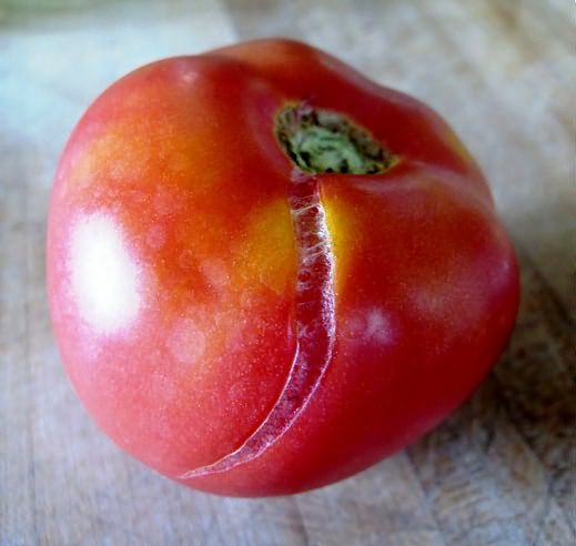 вершинной гнилью томатов