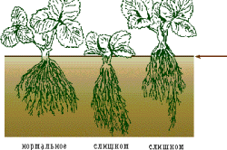 теплица