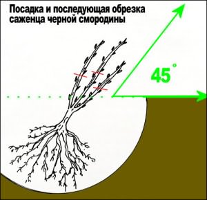 посадить смородину