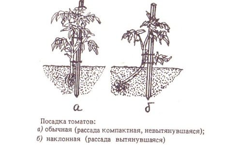 помидор