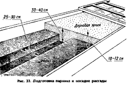 рассады огурцов