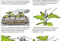 выращивания баклажанов